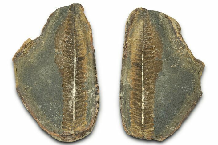 Fossil Fern (Pecopteris) Nodule Pos/Neg - Mazon Creek #325882